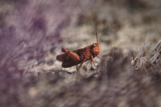 Heupferd, August, Germany