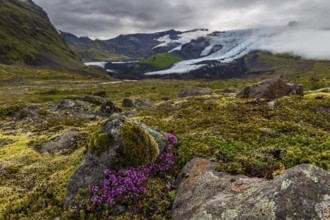 Arctic thyme (Thymus praecox ssp. arcticus), pink flowers, mosses, glacier tongue behind, glacier,