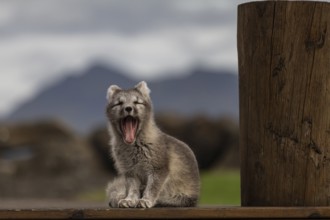 Young Arctic fox (Vulpes lagopus) sitting in front of a house, yawning, wild, sunny, East Fjords,
