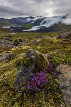 Arctic thyme (Thymus praecox ssp. arcticus), pink flowers, mosses, glacier tongue behind, glacier,