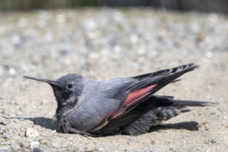 Wallcreeper (Tichodroma muraria), bathing in the sand, Alpine Zoo, Innsbruck, Tyrol, Austria