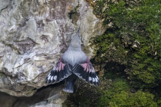 Wallcreeper (Tichodroma muraria), sitting in a rock face, Alpine Zoo, Innsbruck, Tyrol, Austria