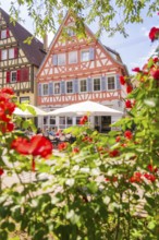 Red roses in full bloom in front of colourful half-timbered houses on a sunny summer day, small