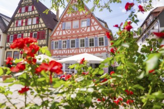 Red roses bloom in front of charming half-timbered houses in a sunny old town setting, small town