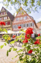 Red roses in front of half-timbered houses and a sunny town background with a cosy atmosphere,