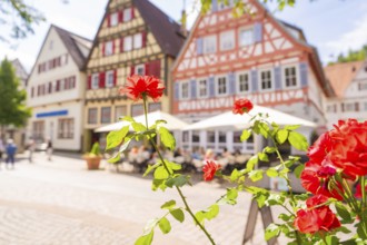 Close-up of red roses with a background of half-timbered houses and street cafés, small town of