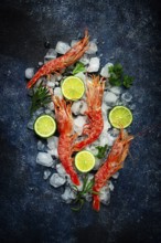 Langoustines, Australian, freshly frozen on ice, top view, lime and greens