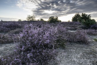 Heath landscape at sunrise, Emsland, Lower Saxony, Germany