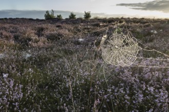 Spider's web in heathland at sunrise, Emsland, Lower Saxony, Germany
