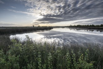 Moorsee, Emsland, Lower Saxony, Germany