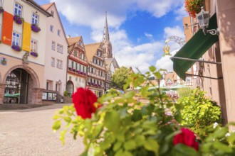 View of an old town with church and blooming roses in the foreground, small town of Perle Calw,