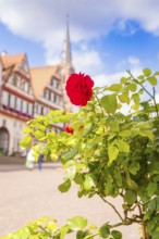 Red rose in front of a historic half-timbered house in the sunny town centre, small town pearl