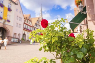 Red roses in front of a sunny street with half-timbered houses, small town of Perle Calw, Black