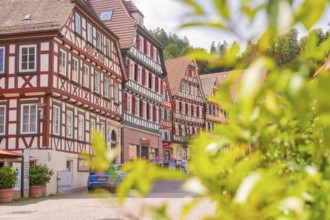 Historic half-timbered houses behind green plants glow in the sunshine, small town pearl Calw,
