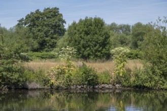 Nature on the banks of the Ruhr, giant hogweed (Heracleum mantegazzianum), Mülheim an der Ruhr, Rur