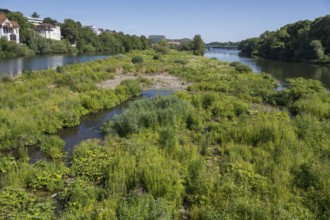 Saarn-Mendener Ruhraue, nature reserve, Mülheim an der Ruhr, Rurgebiet, North Rhine-Westphalia,