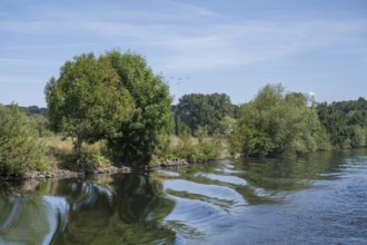 Nature on the banks of the Ruhr, Mülheim an der Ruhr, Rur region, North Rhine-Westphalia, Germany