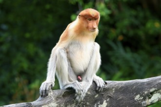 Endemic Proboscis monkey or Long-nosed monkey (Nasalis larvatus), sitting on a branch in the