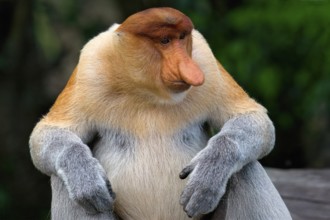 Endemic Proboscis monkey or Long-nosed monkey (Nasalis larvatus), Portrait, Borneo, Malaisia