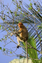 Endemic Proboscis monkey or Long-nosed monkey (Nasalis larvatus) feeding on leaves in a tree,