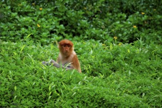 Endemic Proboscis monkey or Long-nosed monkey (Nasalis larvatus) in high grass, Borneo, Malaisia