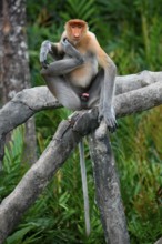 Endemic Proboscis monkey or Long-nosed monkey (Nasalis larvatus), sitting on a branch in the