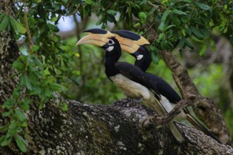 Malabar Pied-Hornbill (Anthracoceros coronatus) couple on a branch in the forest, Sri Lanka