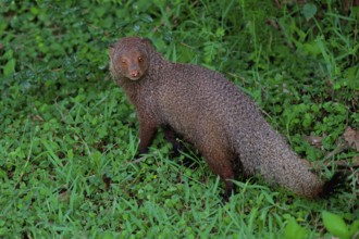 Ruddy mongoose (Urva smithii), Sri Lanka