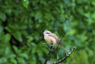 Brown Shrike (Lanius cristatus) on a branch, Sri Lanka