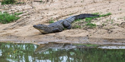 Mugger or Marsh crocodile (Crocodylus palustris), Sri Lanka