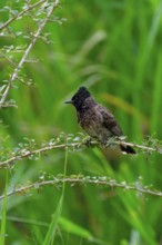 Red-vented Bulbul (Pycnonotus cafer) in vegetation, Sri Lanka