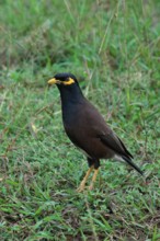 Common myna or Indian myna (Acridotheres tristis), Sri Lanka