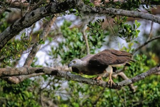 Grey-headed Fish Eagle (Icthyophaga ichthyaetus) on a branch, Sri Lanka