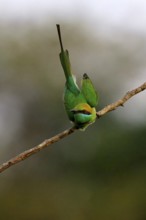 Asian Green Bee-eater (Merops orientalis orientalis) on a branch, Sri Lanka