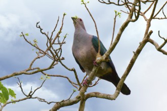 Green imperial pigeon (Ducula aenea) eating leaves, Sri Lanka