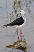 Black-winged Stilt (Himantopus himantopus) reflecting in water, Sri Lanka