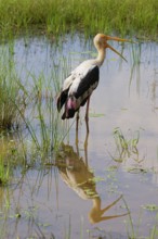 Painted stork (Mycteria leucocephala) reflecting in water, Sri Lanka