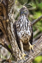 Changeable hawk-eagle (Nisaetus cirrhatus) in a tree, Sri Lanka