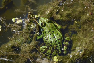 Frog in a pond, August, Germany