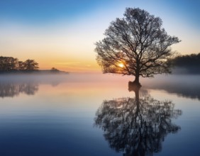 Lone single tree reflected in the still waters of a foggy lake at sunrise, AI generated