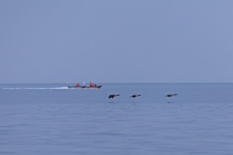 Motorboats, flying Canada geese (Branta canadensis), Kiel Fjord, Falckenstein, Kiel,
