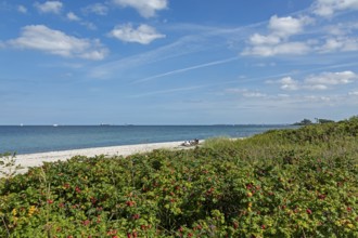 Beach, Bülk lighthouse, potato rose (Rosa rugosa), rose hips, Strande, Schleswig-Holstein, Germany