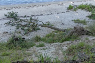Fallen tree on the beach, Falckensteiner Ufer, Kiel, Schleswig-Holstein, Germany