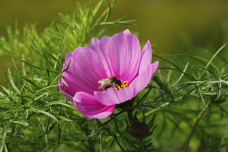Bumblebee (Bombus terrestris), on a pink ornamental basket flower (Cosmos bipinnatus), North