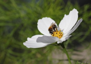 Bumblebee (Bombus terrestris), on a white ornamental basket flower (Cosmos bipinnatus), North