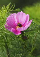 Bumblebee (Bombus terrestris), on a pink ornamental basket flower (Cosmos bipinnatus), North