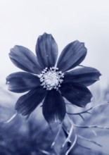 Ornamental basket 'Sensation Mix' (Cosmos bipinnatus), 15 weeks after sowing, alienation, North