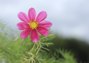 Ornamental basket 'Sensation Mix' (Cosmos bipinnatus), fifteen weeks after sowing, North