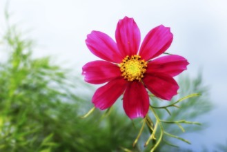 Ornamental basket 'Sensation Mix' (Cosmos bipinnatus), fifteen weeks after sowing, alienation,