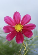 Ornamental basket 'Sensation Mix' (Cosmos bipinnatus), fifteen weeks after sowing, North